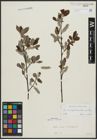 Foto von Salix appendiculata Vill. x Salix aurita L.